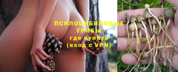 прущие грибы Верея